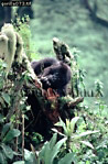 Gorilla, Preview of: 
gorilla66.jpg 
238 x 360 compressed image 
(105,821 bytes)