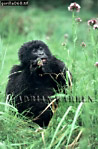 Gorilla, Preview of: 
gorilla67.jpg 
239 x 360 compressed image 
(94,169 bytes)
