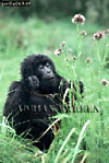 Gorilla, Preview of: 
gorilla68.jpg 
244 x 360 compressed image 
(95,456 bytes)