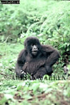 Gorilla, Preview of: 
gorilla70.jpg 
241 x 360 compressed image 
(96,335 bytes)