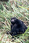 Gorilla, Preview of: 
gorilla73.jpg 
242 x 360 compressed image 
(127,990 bytes)