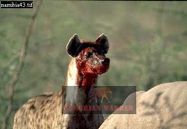 hyena2.jpg 
365 x 252 compressed image 
(71,156 bytes)