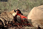 Hyena, Preview of: 
hyena1.jpg 
365 x 252 compressed image 
(96,790 bytes)