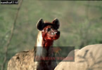 Hyena, Preview of: 
hyena2.jpg 
365 x 252 compressed image 
(71,156 bytes)