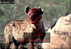 Hyena, Preview of: 
hyena3.jpg 
320 x 222 compressed image 
(71,513 bytes)