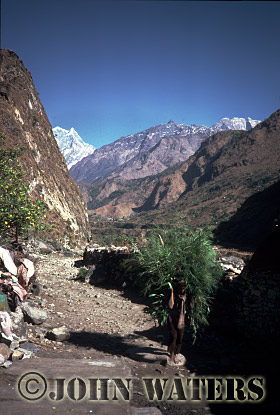 JWnepal69 : Nepali carrying fodder near Tatopani, Nepal