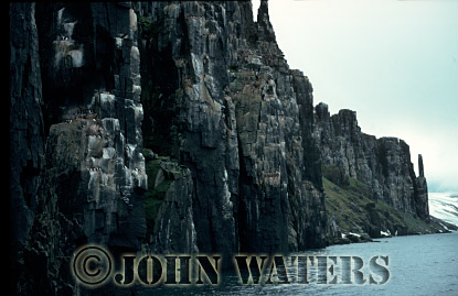 JWsvalbard66 : Brunnich's Guillemot (Uria lomvia), Nesting Cliffs, Svalbard, Norway