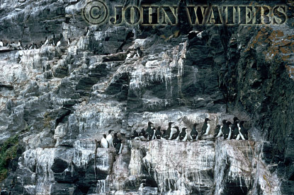 JWsvalbard68 : Brunnich's Guillemot (Uria lomvia), Nesting Cliffs, Svalbard, Norway