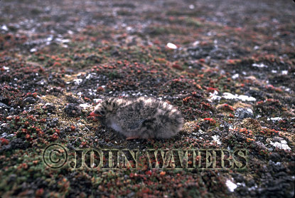 JWsvalbard71 : Arctic Tern Chick, Svalbard, Norway