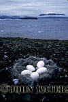 JWsvalbard70 : Barnacle Goose Nest, Svalbard, Norway