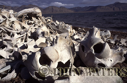 JWsvalbard15 : Aftermath of Beluga Whaling Camp (abandoned 1940), Svalbard, Norway