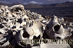 JWsvalbard15 : Aftermath of Beluga Whaling Camp (abandoned 1940), Svalbard, Norway