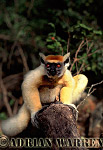 Golden-crowned Sifaka - Preview of: 
gcsifaka104.jpg 
219 x 320 compressed image 
(68,011 bytes)