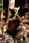 Golden-crowned Sifaka - Preview of: 
gcsifaka107.jpg 
216 x 320 compressed image 
(54,230 bytes)