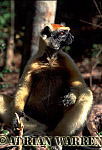 Golden-crowned Sifaka - Preview of: 
gcsifaka108.jpg 
217 x 320 compressed image 
(55,114 bytes)