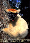 Golden-crowned Sifaka - Preview of: 
gcsifaka109.jpg 
217 x 320 compressed image 
(61,360 bytes)