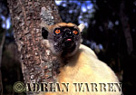 Golden-crowned Sifaka - Preview of: 
gcsifaka110.jpg 
218 x 320 compressed image 
(76,640 bytes)