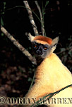 Golden-crowned Sifaka - Preview of: 
gcsifaka111.jpg 
218 x 320 compressed image 
(61,734 bytes)