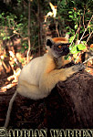 Golden-crowned Sifaka - Preview of: 
gcsifaka112.jpg 
225 x 320 compressed image 
(62,869 bytes)