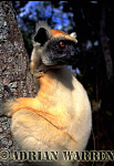 Golden-crowned Sifaka - Preview of: 
gcsifaka113.jpg 
220 x 320 compressed image 
(63,338 bytes)