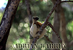 Golden-crowned Sifaka - Preview of: 
gcsifaka114.jpg 
218 x 320 compressed image 
(60,778 bytes)