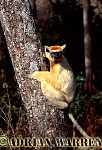 Golden-crowned Sifaka - Preview of: 
gcsifaka115.jpg 
216 x 320 compressed image 
(66,988 bytes)