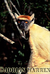 Golden-crowned Sifaka - Preview of: 
gcsifaka116.jpg 
223 x 320 compressed image 
(69,540 bytes)