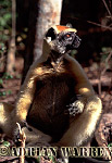 Golden-crowned Sifaka - Preview of: 
gcsifaka117.jpg 
217 x 320 compressed image 
(49,222 bytes)