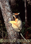 Golden-crowned Sifaka - Preview of: 
gcsifaka118.jpg 
220 x 320 compressed image 
(60,546 bytes)