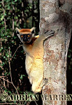 Golden-crowned Sifaka - Preview of: 
gcsifaka119.jpg 
218 x 320 compressed image 
(62,455 bytes)