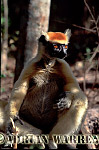 Golden-crowned Sifaka - Preview of: 
gcsifaka120.jpg 
320 x 227 compressed image 
(36,136 bytes)