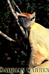Golden-crowned Sifaka - Preview of: 
gcsifaka121.jpg 
320 x 220 compressed image 
(66,418 bytes)