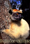 Golden-crowned Sifaka - Preview of: 
gcsifaka122.jpg 
320 x 220 compressed image 
(56,591 bytes)