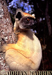 Golden-crowned Sifaka - Preview of: 
gcsifaka123.jpg 
320 x 223 compressed image 
(60,045 bytes)