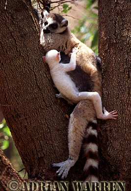 Ring-tailed Lemur - ringtails105.jpg 
219 x 320 compressed image 
(86,833 bytes)