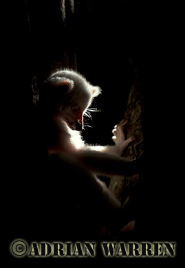 Ring-tailed Lemur - ringtails107.jpg 
220 x 320 compressed image 
(20,636 bytes)