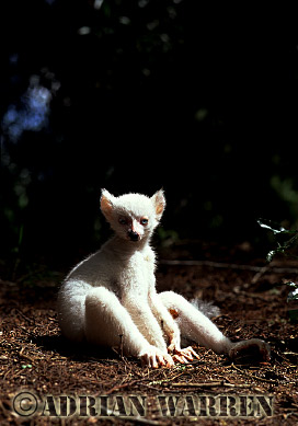 Ring-tailed Lemur - ringtails109.jpg 
225 x 320 compressed image 
(49,720 bytes)