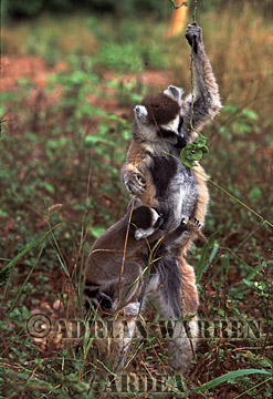 Ring-tailed Lemur - ringtails110.jpg 
228 x 320 compressed image 
(32,400 bytes)