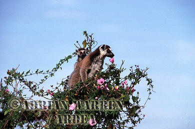 Ring-tailed Lemur - ringtails111.jpg 
218 x 320 compressed image 
(79,102 bytes)