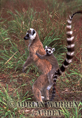 Ring-tailed Lemur - ringtails112.jpg 
320 x 213 compressed image 
(53,557 bytes)
