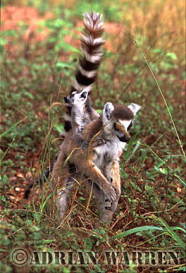 Ring-tailed Lemur - ringtails113.jpg 
216 x 320 compressed image 
(82,984 bytes)