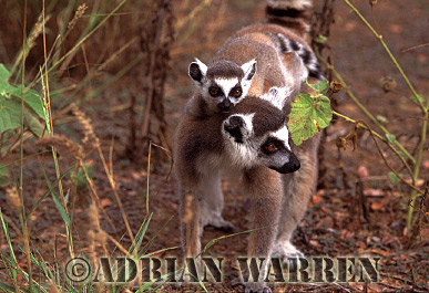 Ring-tailed Lemur - ringtails116.jpg 
219 x 320 compressed image 
(74,534 bytes)