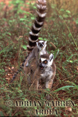 Ring-tailed Lemur - ringtails117.jpg 
214 x 320 compressed image 
(75,878 bytes)