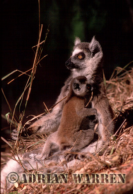 Ring-tailed Lemur - ringtails118.jpg 
221 x 320 compressed image 
(68,388 bytes)