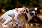 Ring-tailed Lemur - Preview of: 
ringtails102.jpg 
320 x 221 compressed image 
(66,857 bytes)