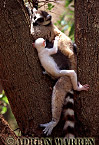 Ring-tailed Lemur - Preview of: 
ringtails105.jpg 
219 x 320 compressed image 
(86,833 bytes)
