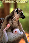 Ring-tailed Lemur - Preview of: 
ringtails106.jpg 
219 x 320 compressed image 
(65,490 bytes)