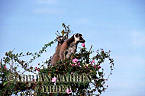 Ring-tailed Lemur - Preview of: 
ringtails111.jpg 
218 x 320 compressed image 
(79,102 bytes)