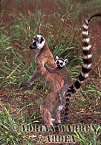Ring-tailed Lemur - Preview of: 
ringtails112.jpg 
320 x 213 compressed image 
(53,557 bytes)