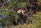 Ring-tailed Lemur - Preview of: 
ringtails119.jpg 
214 x 320 compressed image 
(75,301 bytes)